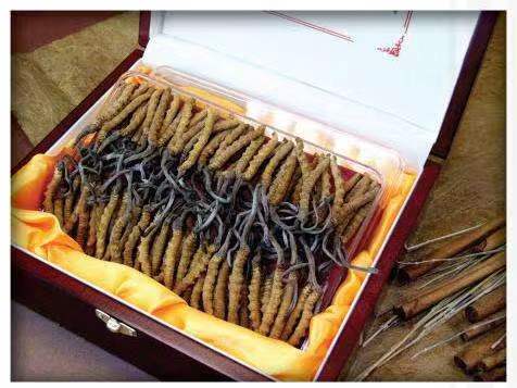 庄河冬虫夏草回收